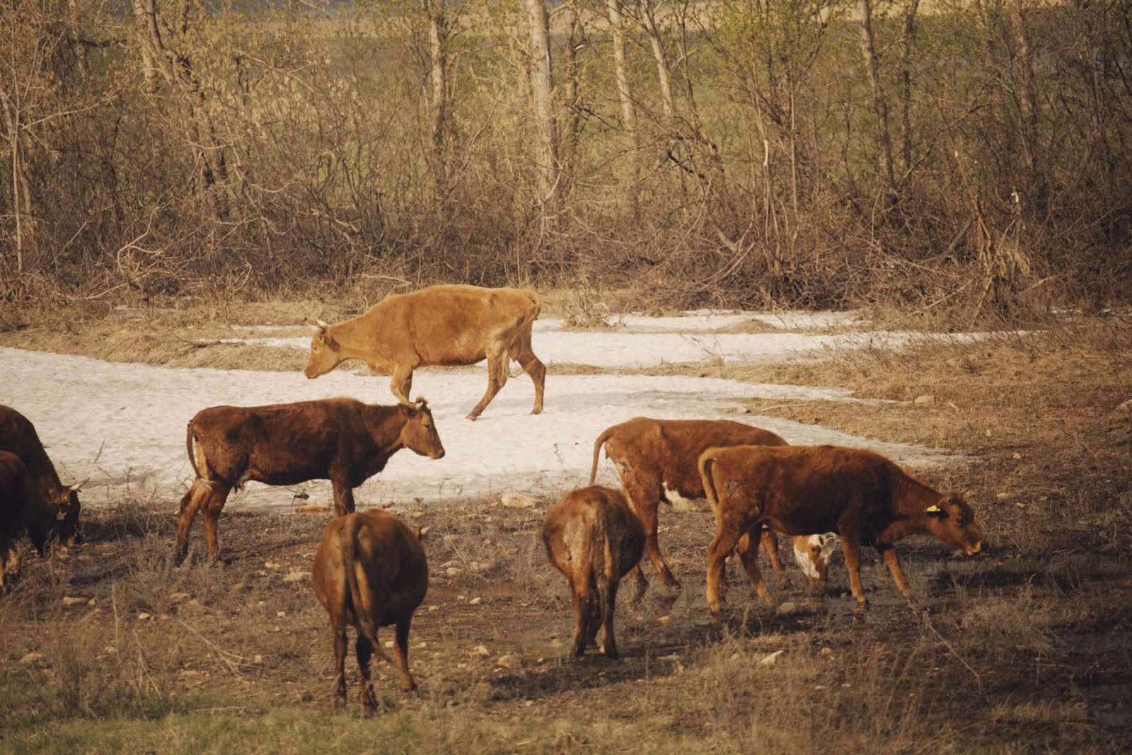 Red cattle grazing a dry winter pasture.