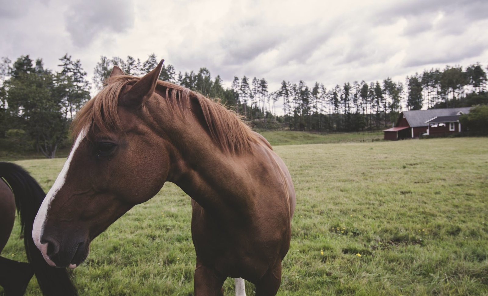 A brown horse in a green pasture by a red barn.