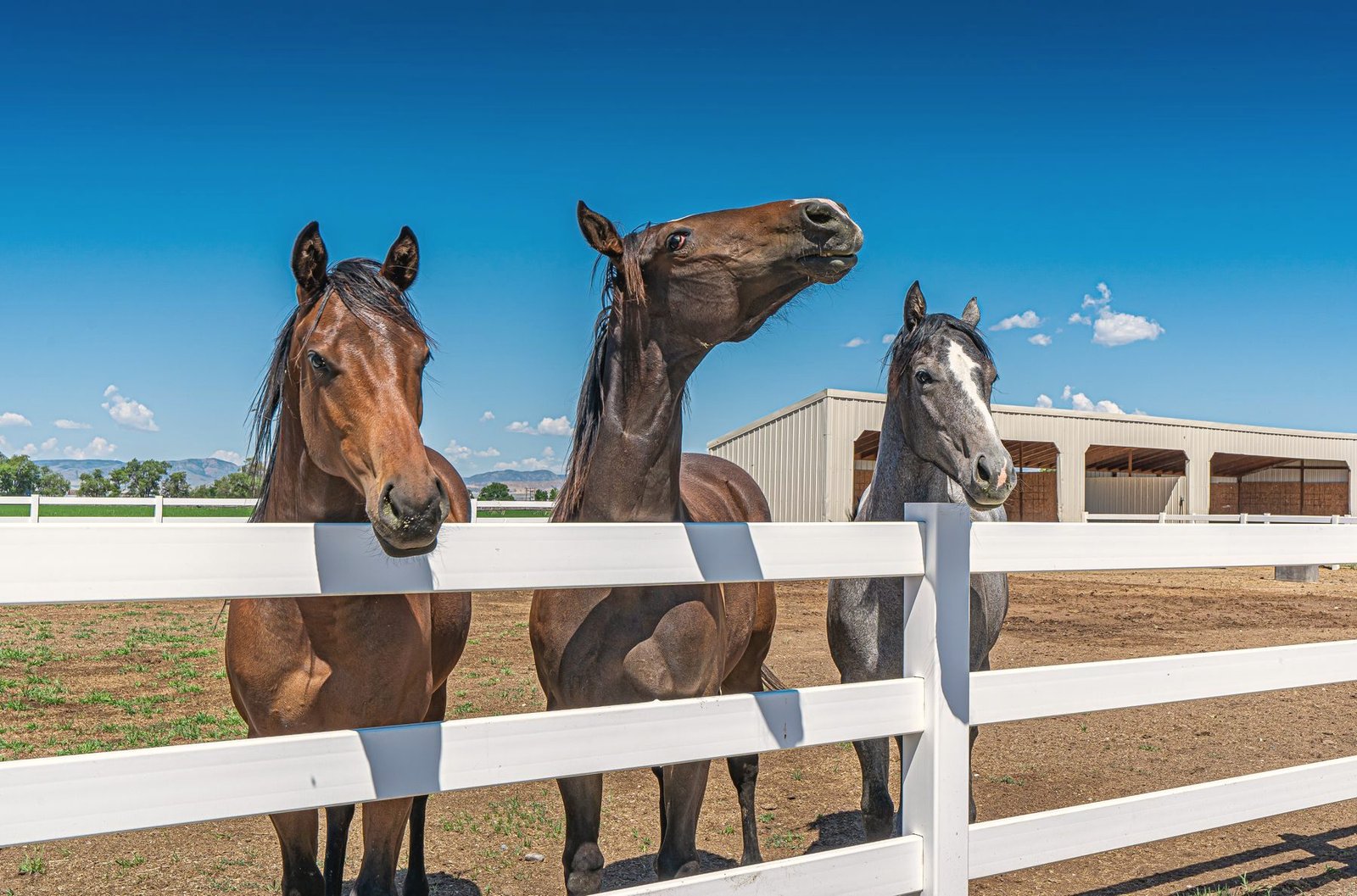 Three horses standing at a white rail fence.