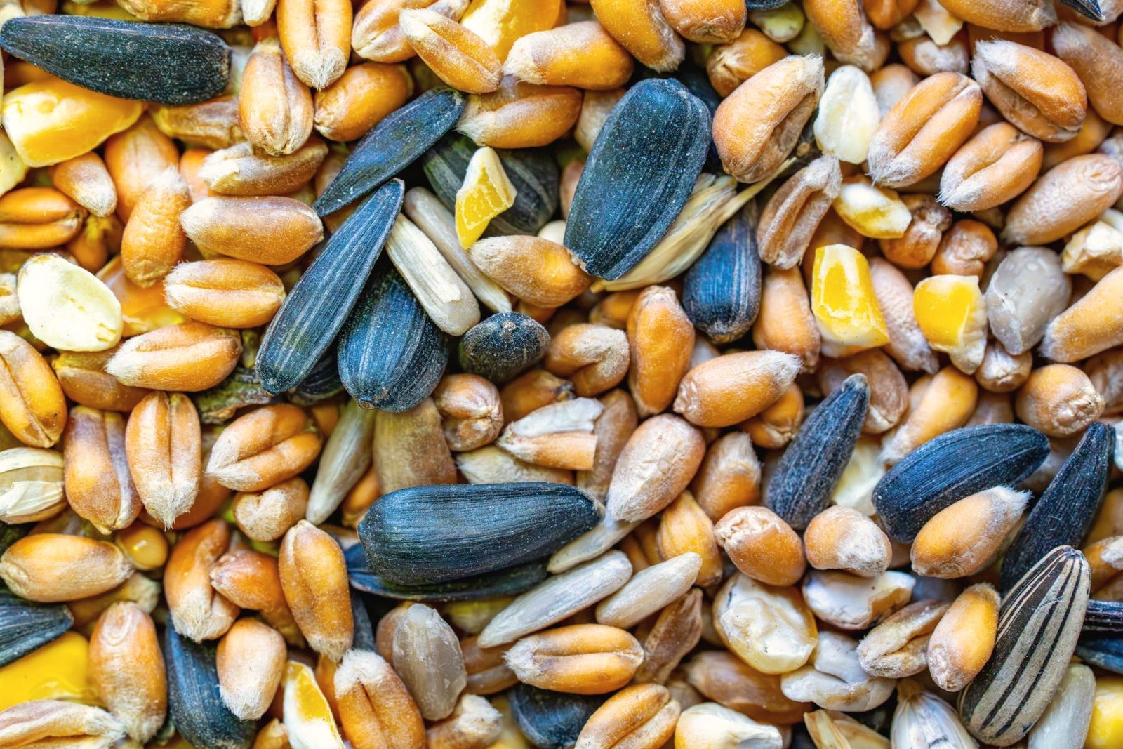 Close view of a mixed grain and seed feed blend.